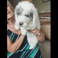 Cockapoo - Bitches