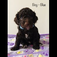 Cockapoo - Both