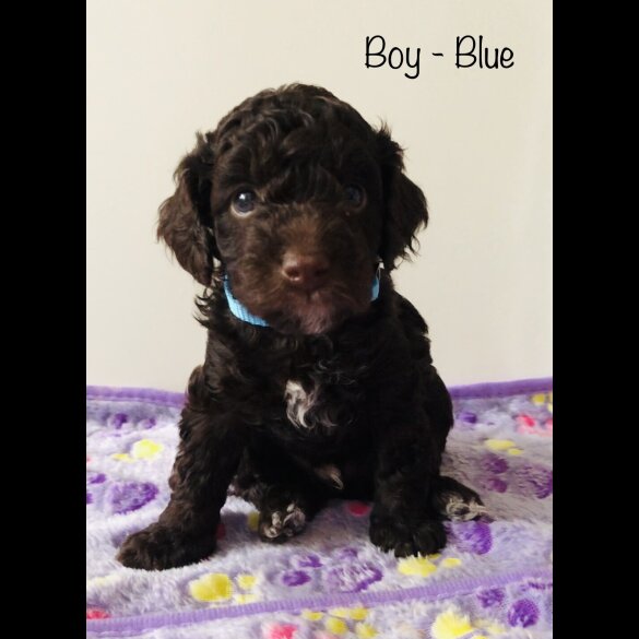 Cockapoo - Both