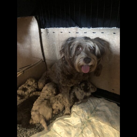 Cockapoo - Both