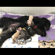 Cockapoo - Both