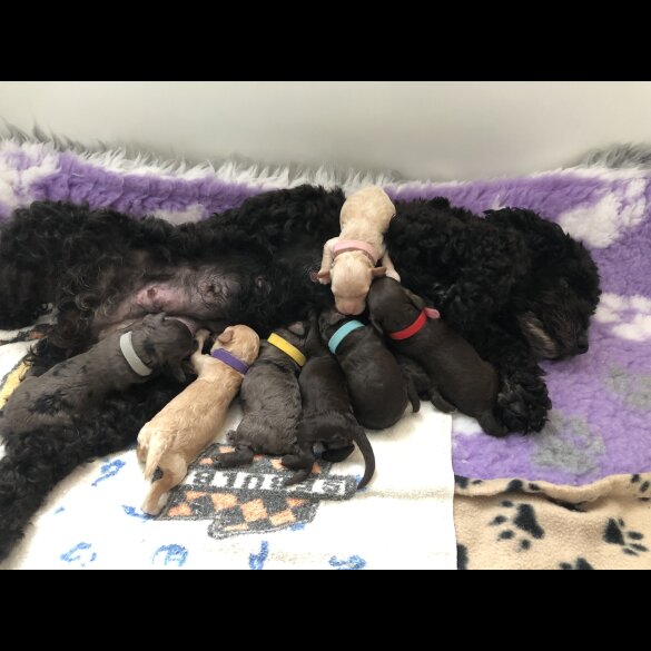 Cockapoo - Both