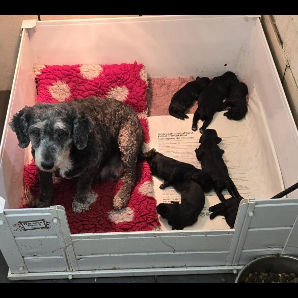 Cockapoo - Both