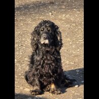 Cockapoo - Both
