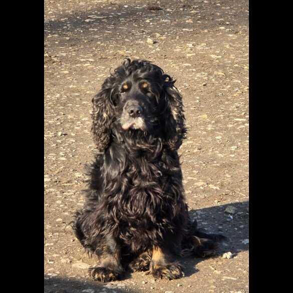 Cockapoo - Both