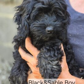 Cockapoo - Both