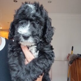 Cockapoo - Both
