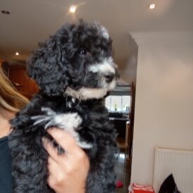 Cockapoo - Both
