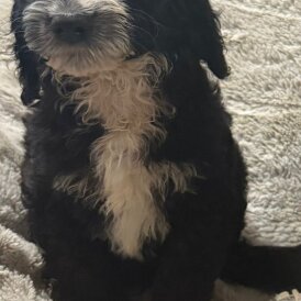 Cockapoo - Both