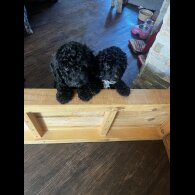 Cockapoo - Bitches