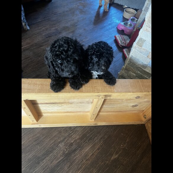 Cockapoo - Bitches