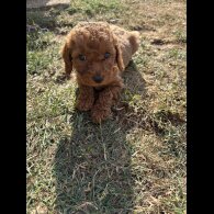 Cockapoo - Both