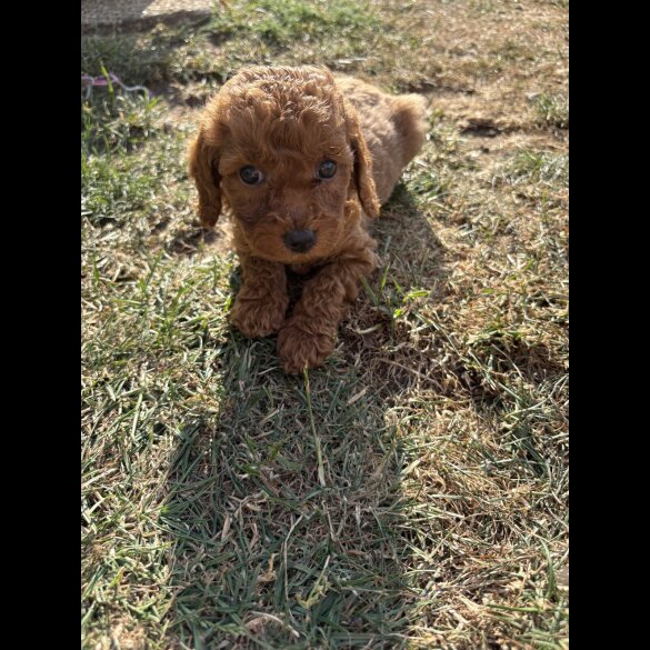 Cockapoo - Both