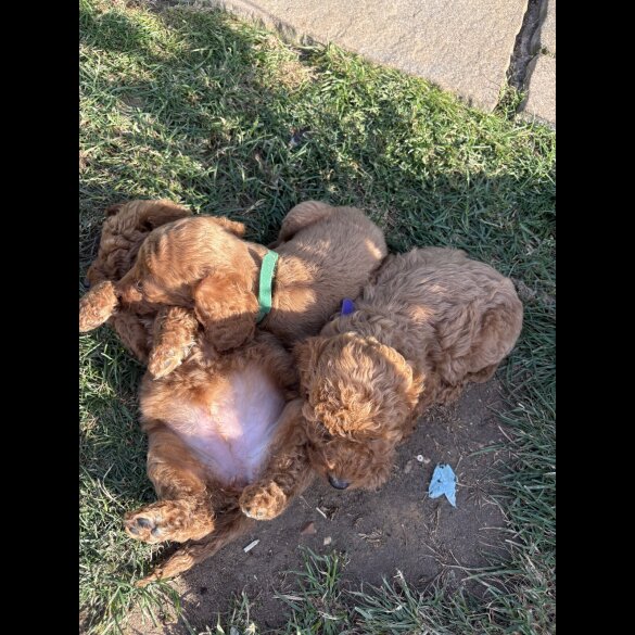 Cockapoo - Both
