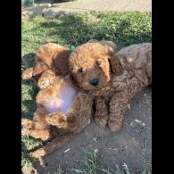 Cockapoo - Both