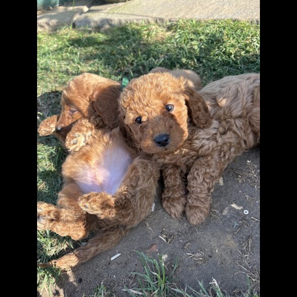Cockapoo - Both