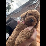 Cockapoo - Both