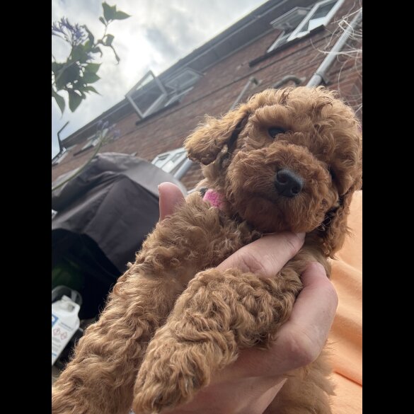 Cockapoo - Both