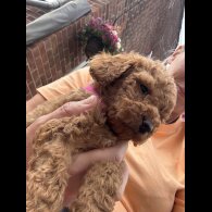 Cockapoo - Both