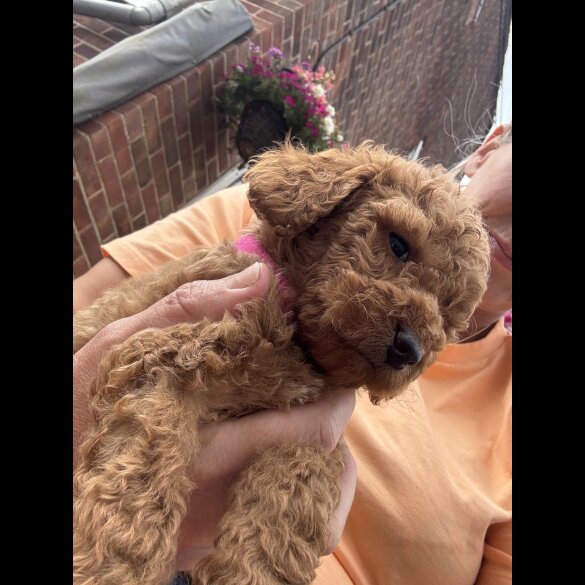 Cockapoo - Both