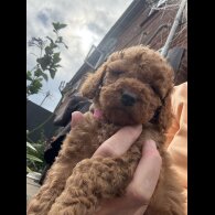 Cockapoo - Both