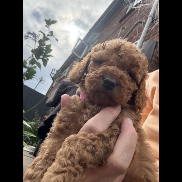 Cockapoo - Both