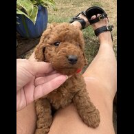 Cockapoo - Both