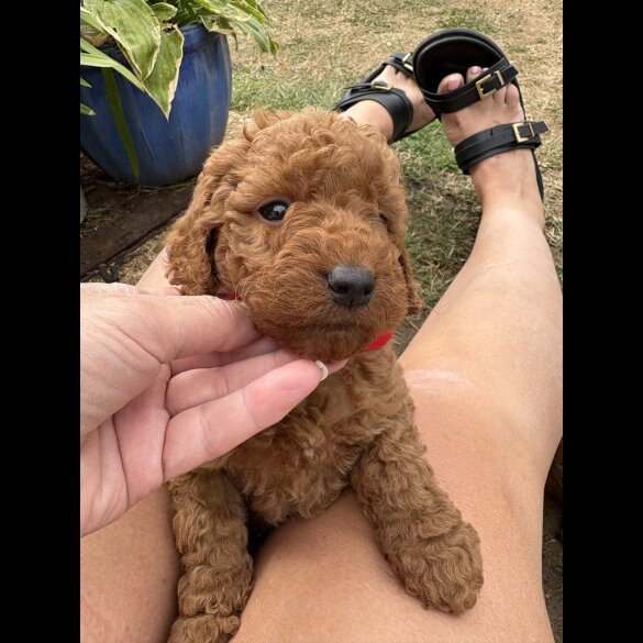 Cockapoo - Both