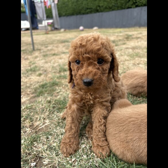Cockapoo - Both
