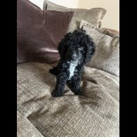 Cockapoo - Bitches