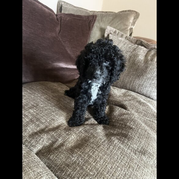 Cockapoo - Bitches
