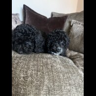 Cockapoo - Bitches