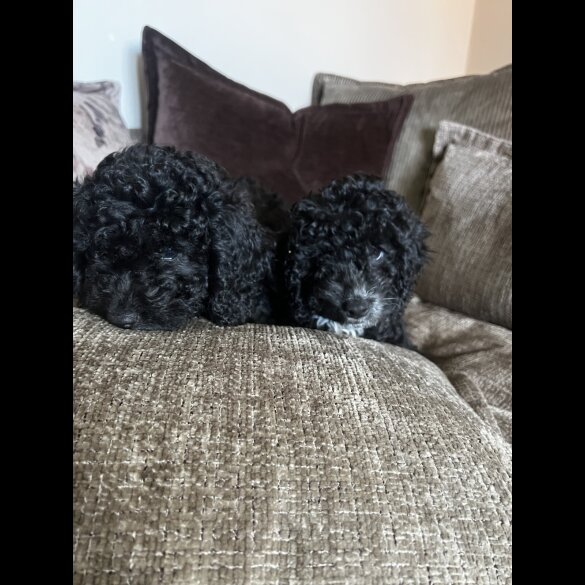 Cockapoo - Bitches