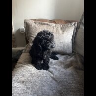 Cockapoo - Bitches