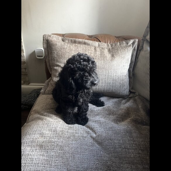 Cockapoo - Bitches