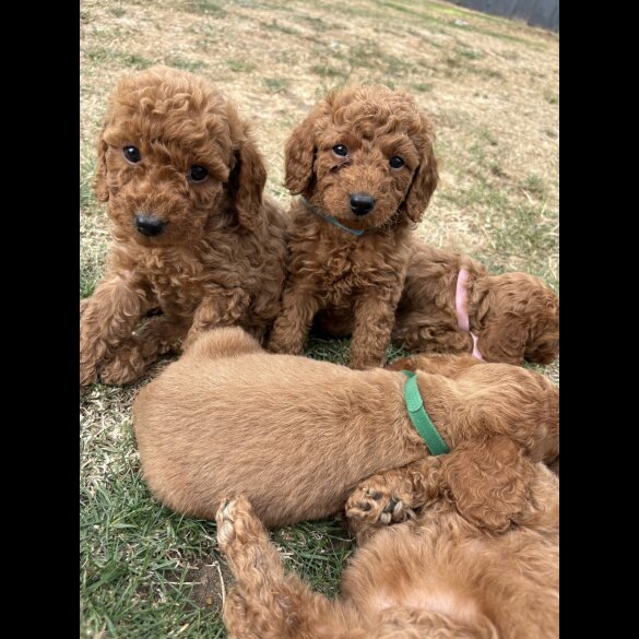 Cockapoo - Both