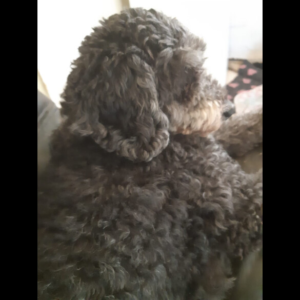 Cockapoo - Both
