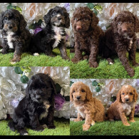 Cockapoo - Both