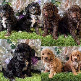 Cockapoo - Both