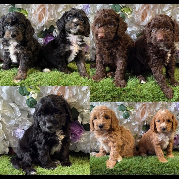 Cockapoo - Both