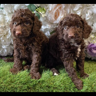 Cockapoo - Both