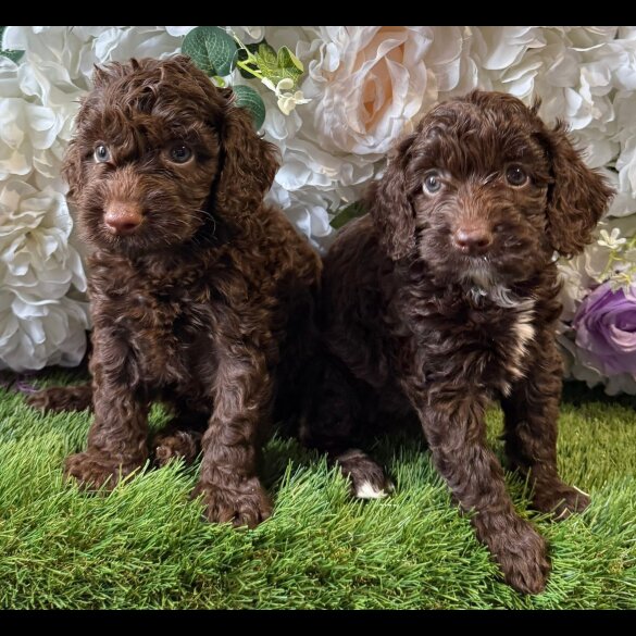 Cockapoo - Both