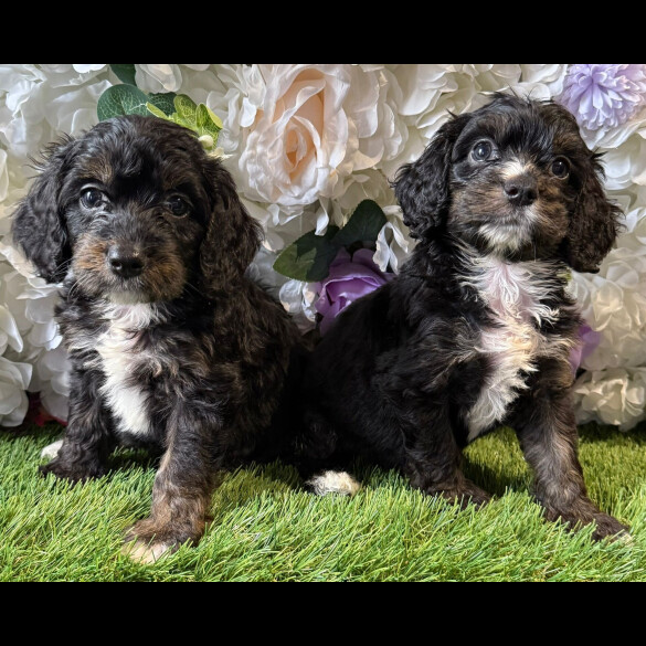 Cockapoo - Both