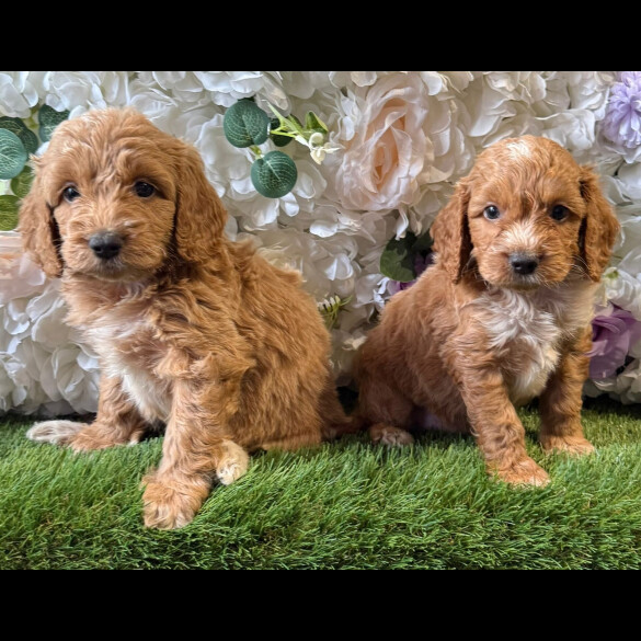 Cockapoo - Both