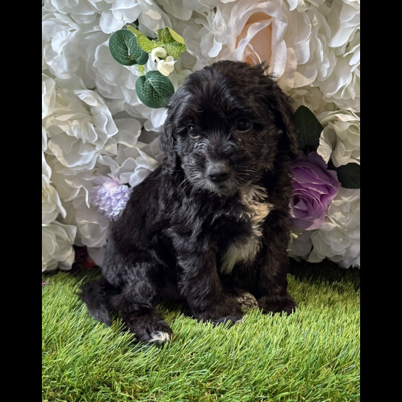 Cockapoo - Both