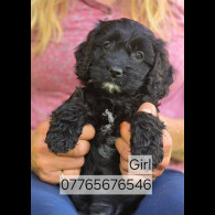 Cockapoo - Both