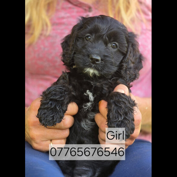 Cockapoo - Both
