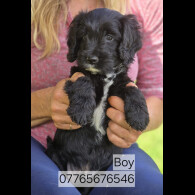 Cockapoo - Both