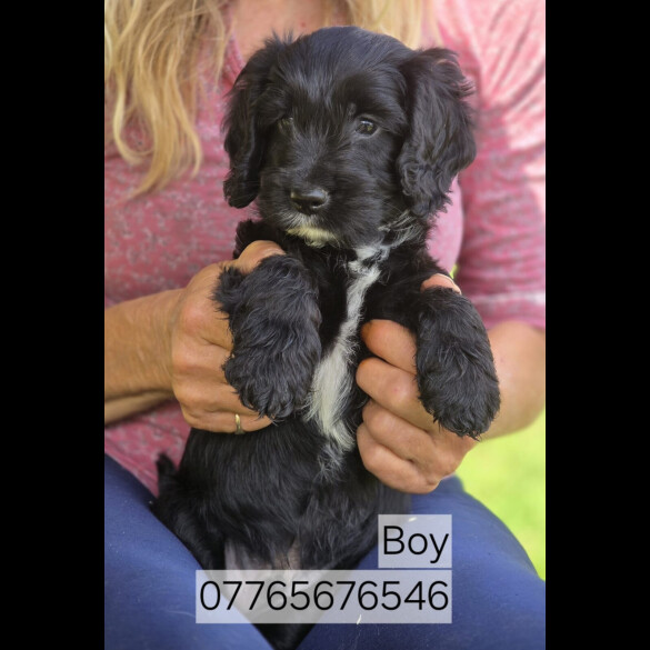 Cockapoo - Both