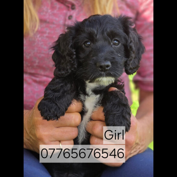 Cockapoo - Both